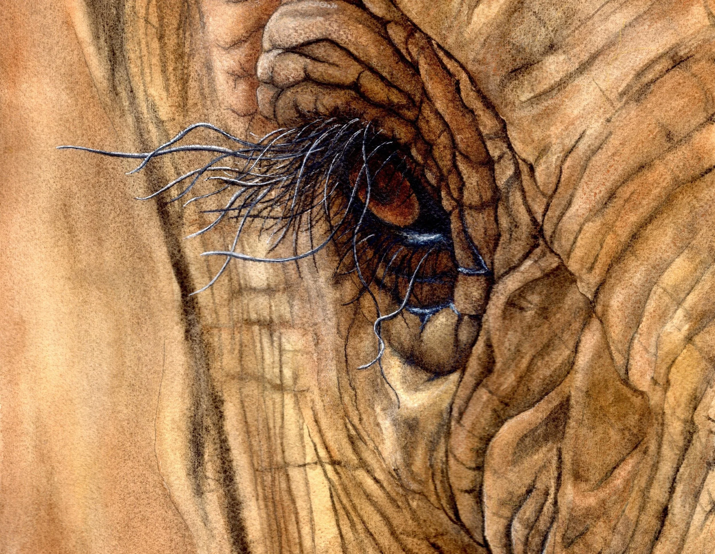 Elephant Eyelashes - Art Print — Natalie Mecham Art